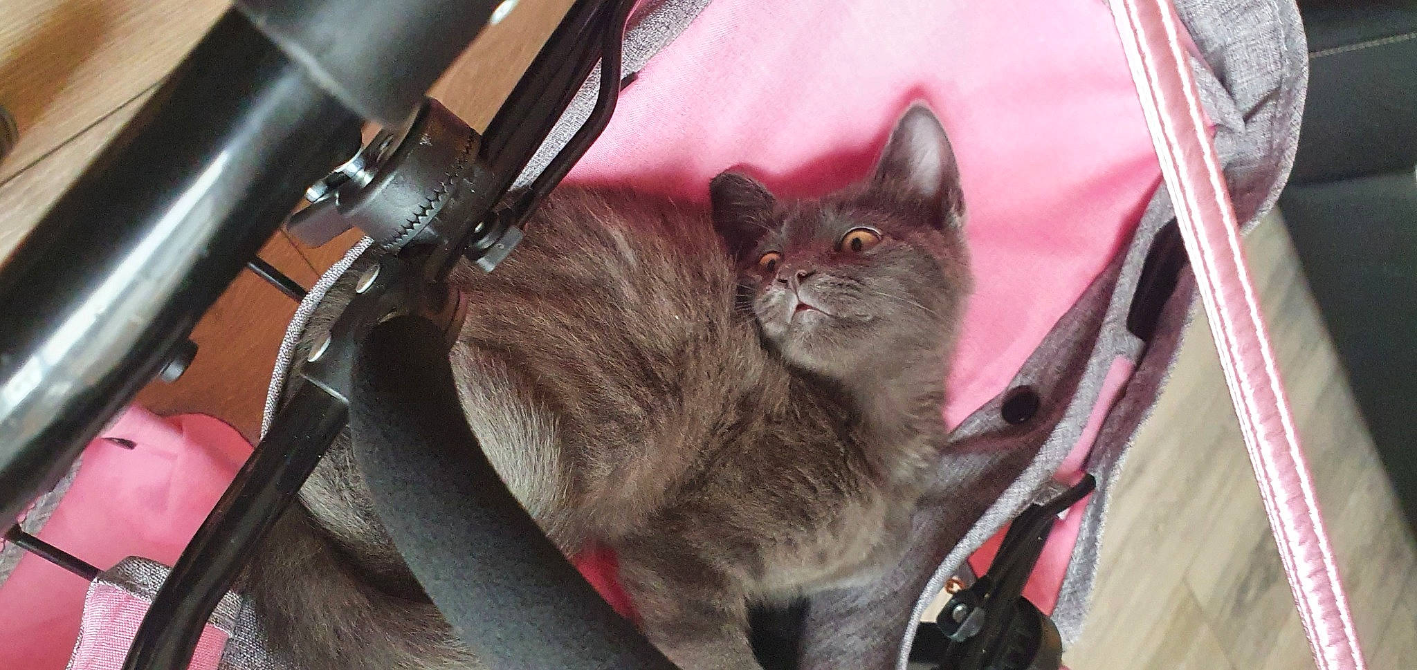 Smokey joined the competition — help win amazing prizes! auto_part, carnivore, cat, collar, comfort, domestic_short_haired_cat, felidae, fur, grey, havana_brown, motor_vehicle, russian_blue, small_to_medium_sized_cats, whiskers