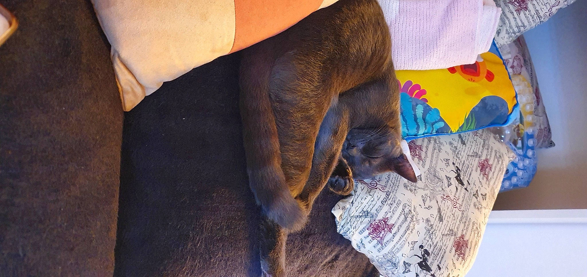 Smokey is registered to the contest to win money with this photo: calf, carnivore, comfort, denim, electric_blue, fashion_accessory, fawn, flooring, foot, fur, human_leg, knee, linens, magenta, nail, tail, thigh, wood, wool, working_animal