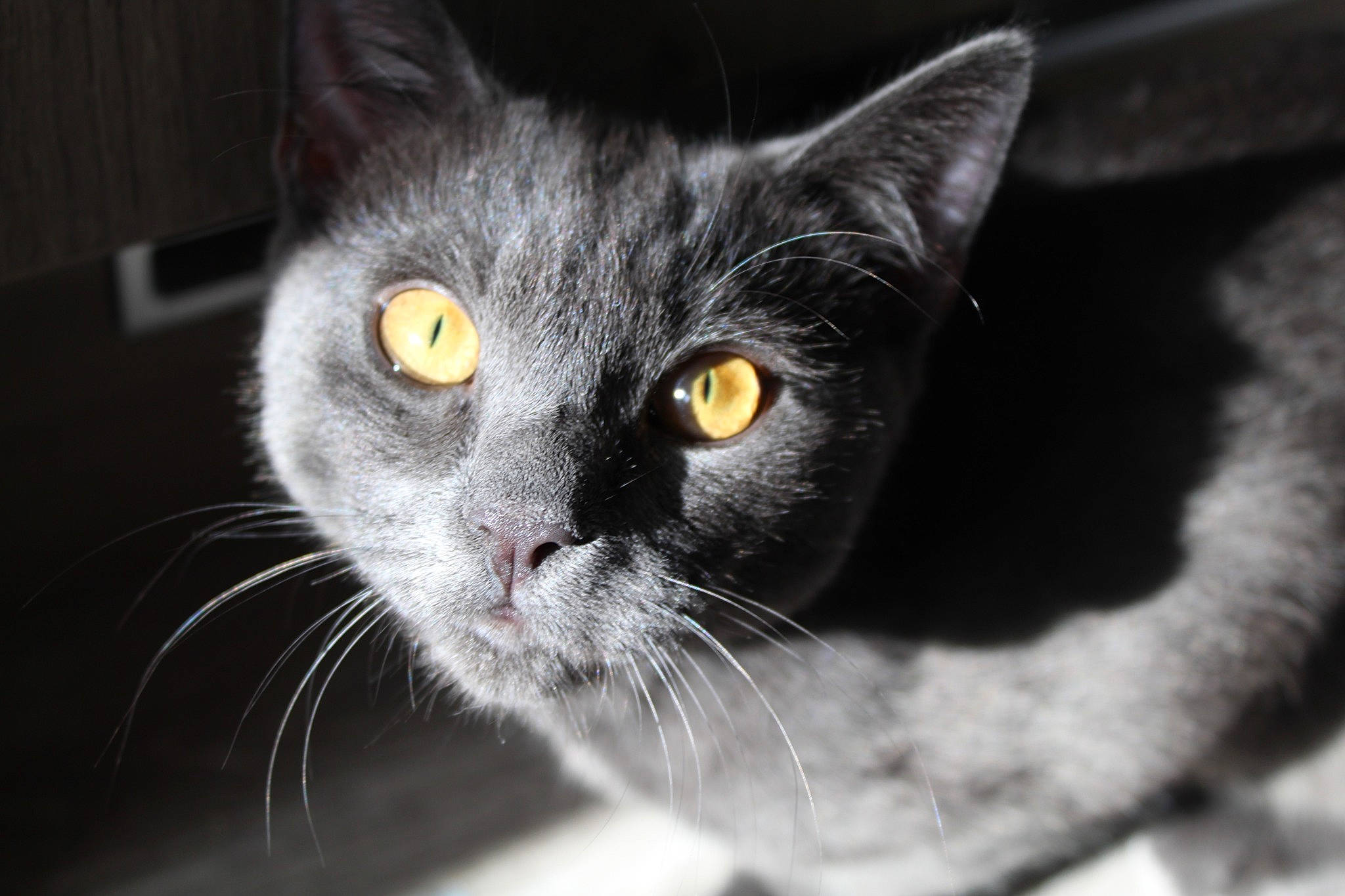 Smokey joined the competition — help win amazing prizes! black_cat, carnivore, cat, domestic_short_haired_cat, felidae, fur, grey, monochrome, monochrome_photography, small_to_medium_sized_cats, snout, terrestrial_animal, whiskers