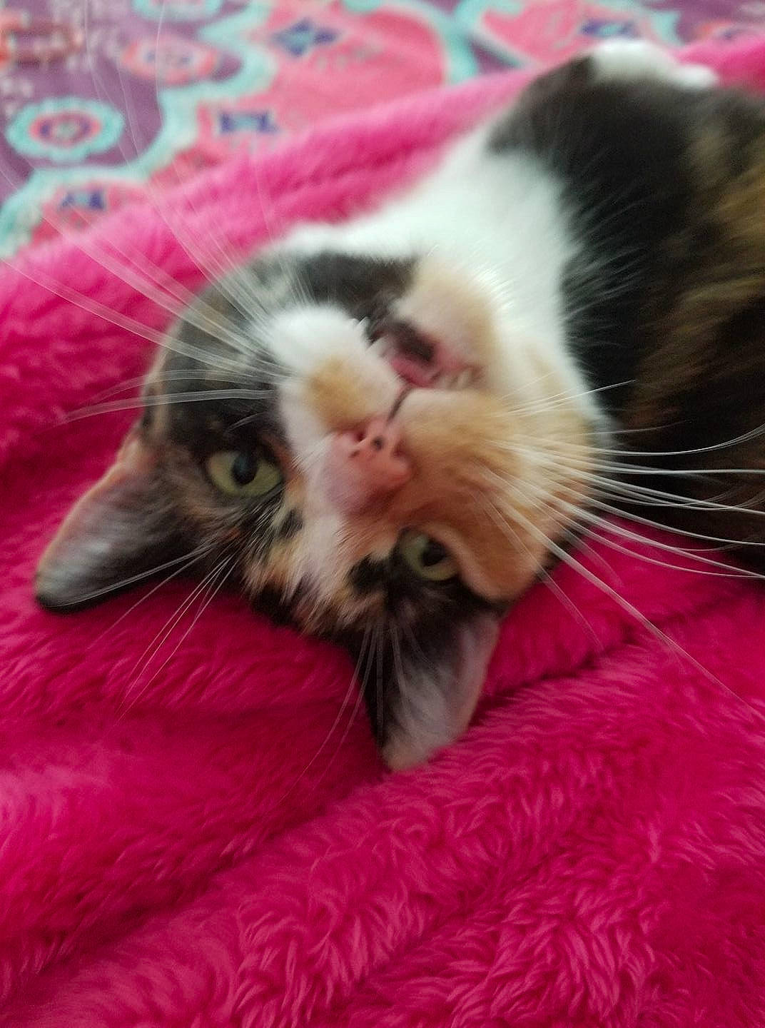 Callie is registered to the contest to win money with this photo: carnivore, cat, fawn, felidae, fur, kitten, mammal, persian, small_to_medium_sized_cats, snout, whiskers