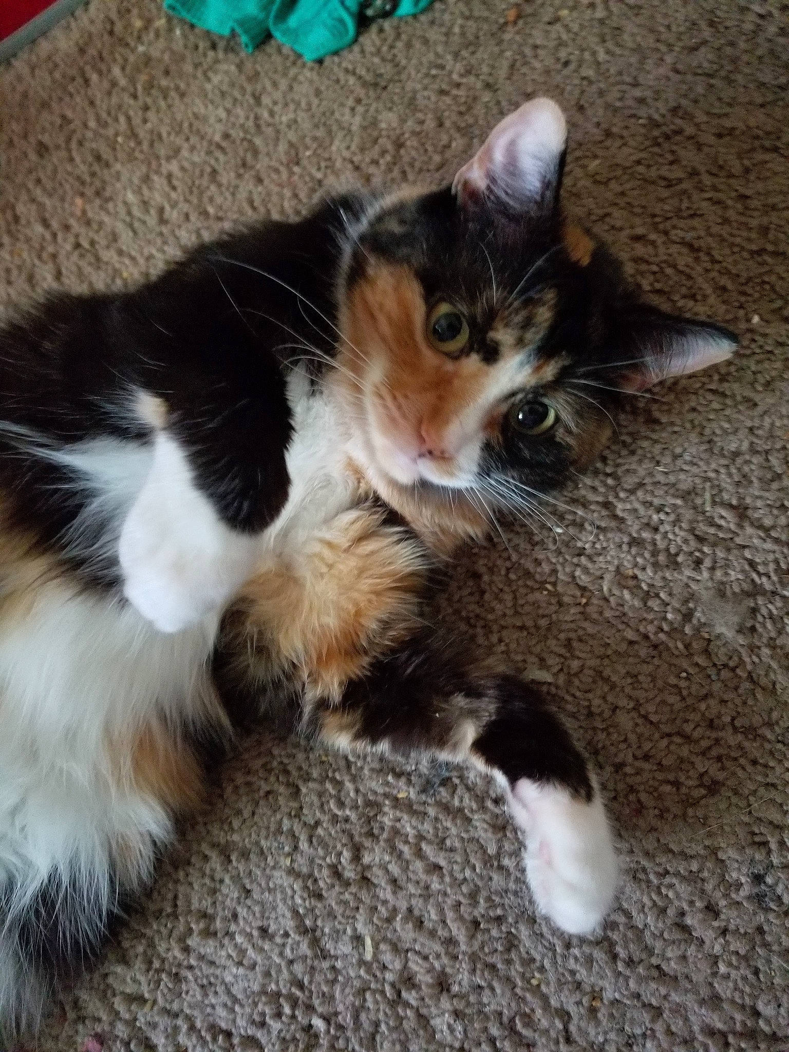 Callie joined the competition — help win amazing prizes! carnivore, cat, european_shorthair, fawn, felidae, fur, kitten, mammal, paw, polydactyl_cat, small_to_medium_sized_cats, tail, whiskers