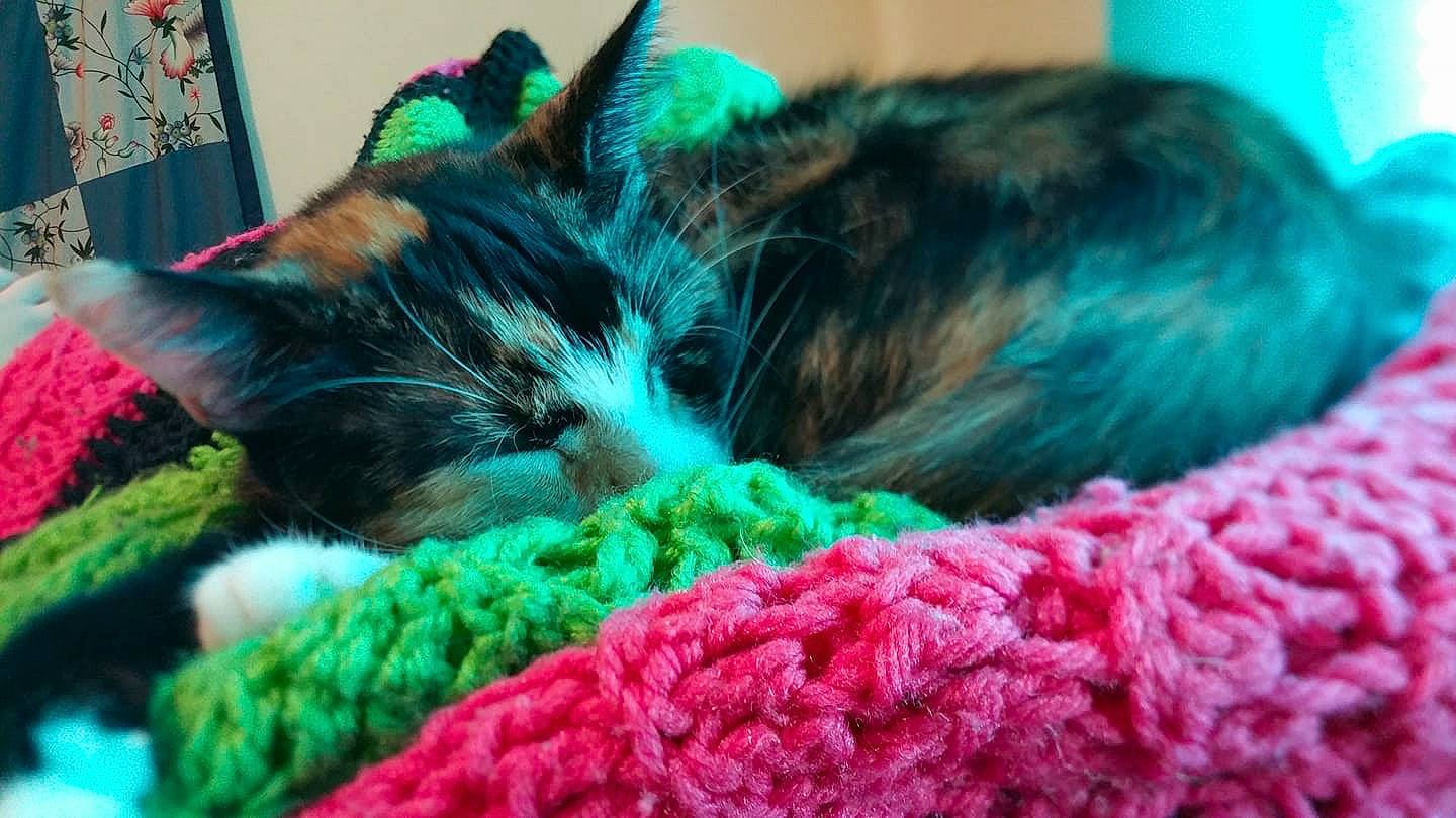 Callie joined the competition — help win amazing prizes! art, blue, carnivore, cat, close_up, craft, crochet, felidae, fur, green, kitten, knitting, nap, small_to_medium_sized_cats, tail, textile, thread, whiskers, wool, woolen