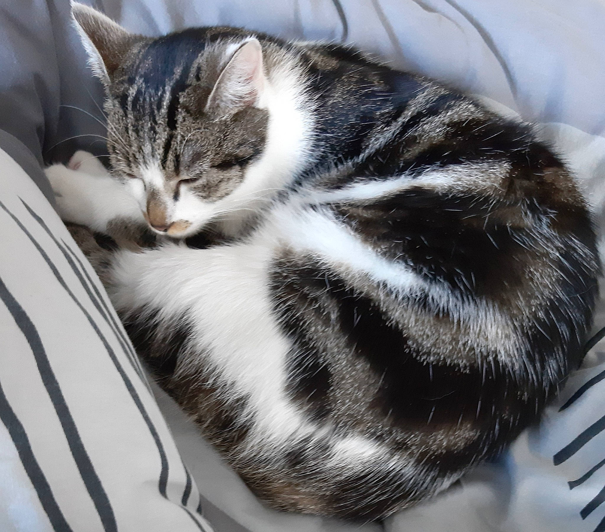 Pépito participe au concours pour gagner de l'argent avec cette photo : aegean_cat, american_shorthair, american_wirehair, asian, black_and_white, carnivore, cat, domestic_short_haired_cat, dragon_li, european_shorthair, felidae, fur, kitten, mammal, small_to_medium_sized_cats, tabby_cat, whiskers