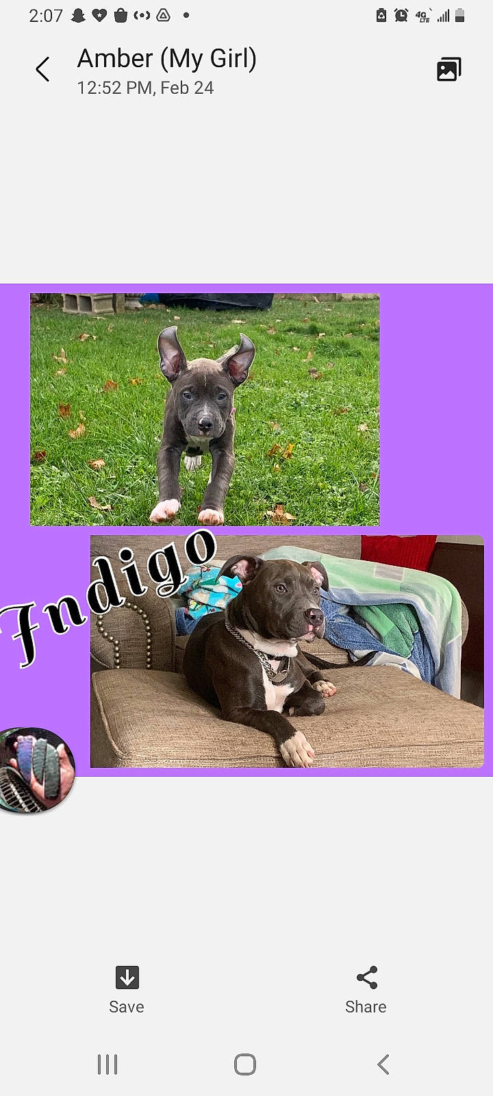 Indigo is registered to the contest to win money with this photo: comfort, companion_dog, dog_breed, dog_supply, font, grass, grassland, groundcover, lawn, linens, magenta, organism, pattern, product, sporting_group, stock_photography, terrestrial_animal, vertebrate, wildlife, working_animal