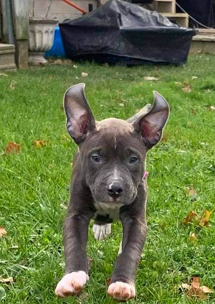 Indigo joined the competition — help win amazing prizes! art, canidae, carnivore, companion_dog, dog, dog_breed, fawn, grass, groundcover, guard_dog, lawn, liver, plant, snout, sporting_group, terrestrial_animal, whiskers, working_animal, working_dog, yard