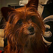 Jaxon is registered to the contest to win money with this photo: dog, brown, fluffy, portrait, close_up, pet, canine, fur, ears, nose, indoor, animal, cute, face, whiskers, long_hair, looking, muzzle, companion, domestic