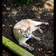 Sanrina is registered to the contest to win money with this photo: animal, blue_eyes, calm, cat, closeup, daylight, ears, fur, garden, lying_down, mammal, mulch, nature, outdoor, pet, relaxing, resting, soil, whiskers, wooden_border