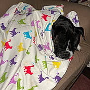 Rhett joined the competition — help win amazing prizes! animal, black_dog, blanket, christmas, colorful, couch, cozy, dog, ear, fabric, fur, homedecor, indoor, nose, pattern, pet, relaxation, resting, sleeping, wrapped