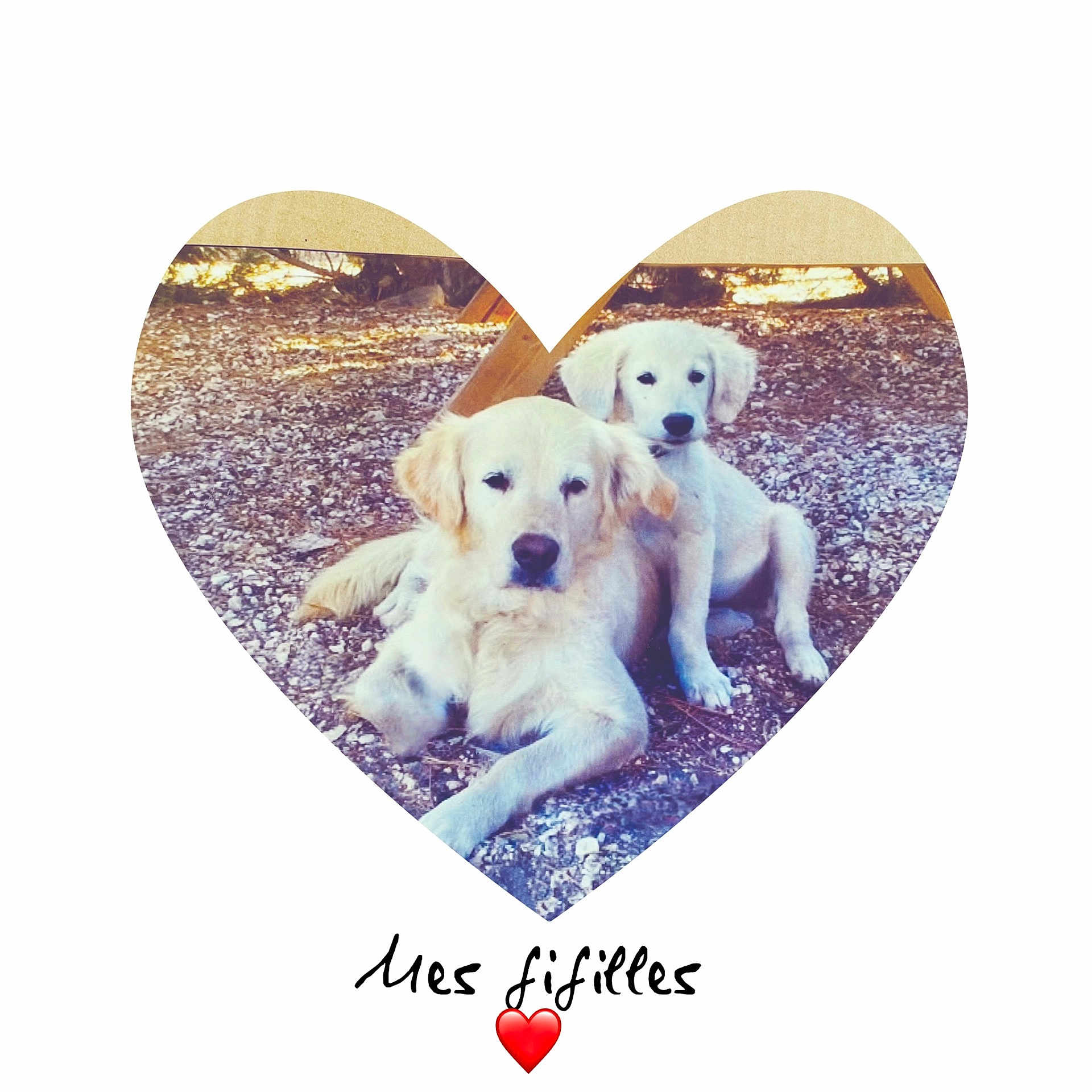 Bridget Et Hasley participe au concours pour gagner de l'argent avec cette photo : animal, canine, dog, envelope, face, flower, goldenretriever, greetingcard, head, heart, mail, person, pet, petal, photography, plant, portrait, puppy, soil, whitedog
