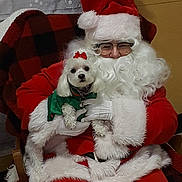 Carlee joined the competition — help win amazing prizes! celebration, chair, christmas, costume, cute, dog, festive_clothing, glasses, green_sweater, holiday, indoor, person, pet, plaid_blanket, red_bow, red_suit, santa_claus, smiling, white_beard, white_dog
