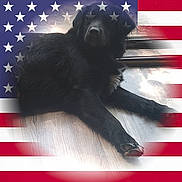 Harley is registered to the contest to win money with this photo: dog, black_dog, lying_down, wooden_floor, patriotic, american_flag, stars, stripes, overlay, indoor, pet, animal, fur, relaxed, canine, domestic_animal, flooring, background, shadow, laying