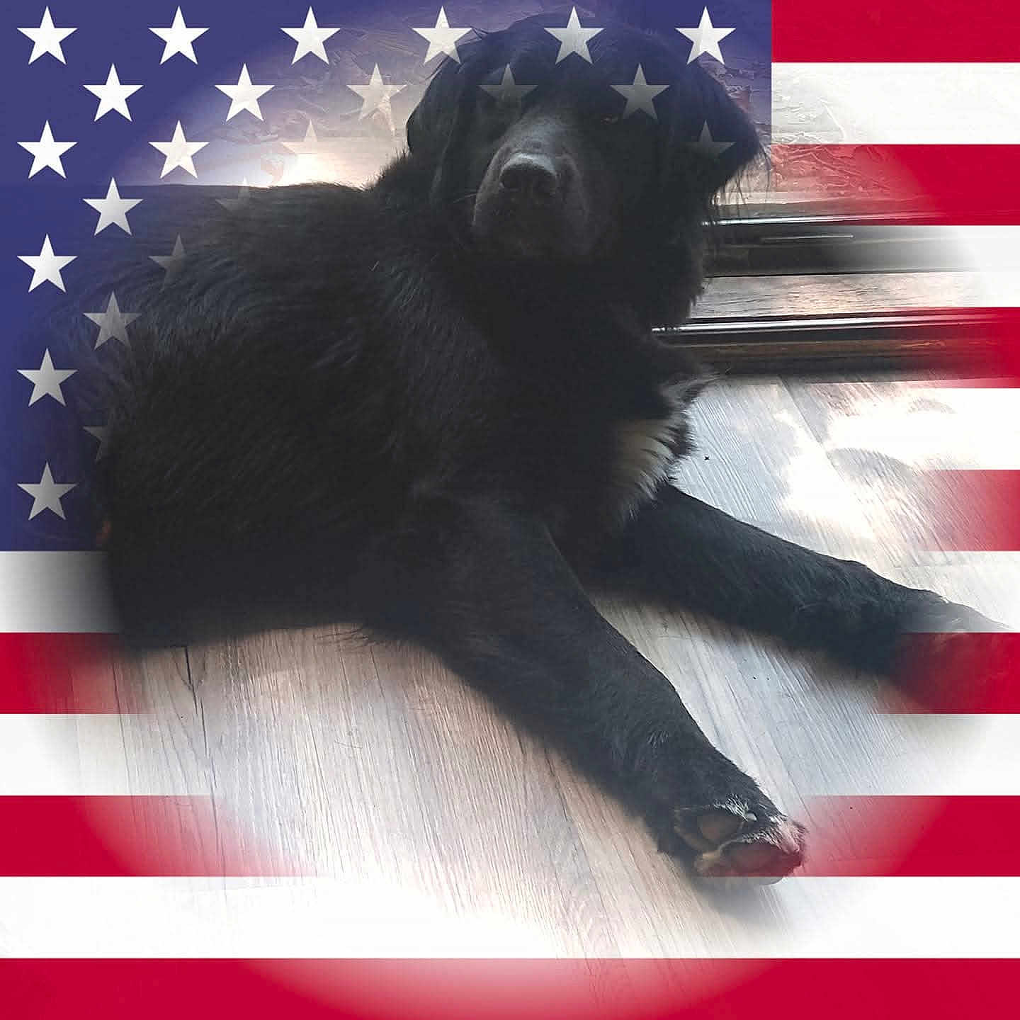 Harley is registered to the contest to win money with this photo: dog, black_dog, lying_down, wooden_floor, patriotic, american_flag, stars, stripes, overlay, indoor, pet, animal, fur, relaxed, canine, domestic_animal, flooring, background, shadow, laying