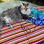 blue_cloth, cat, colorful, feline, fluffy, glasses, gray, greenery, outdoor, patterned, pavement, pet, plant, relaxed, resting, striped_cushion, summer, sunlight, turquoise, white