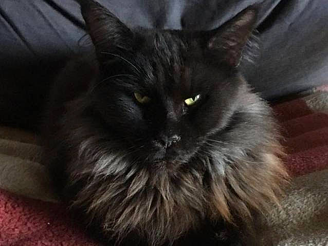 Lillou participe au concours pour gagner de l'argent avec cette photo : black_cat, british_longhair, carnivore, cat, claw, comfort, eye, felidae, flooring, fur, grey, hardwood, small_to_medium_sized_cats, terrestrial_animal, whiskers