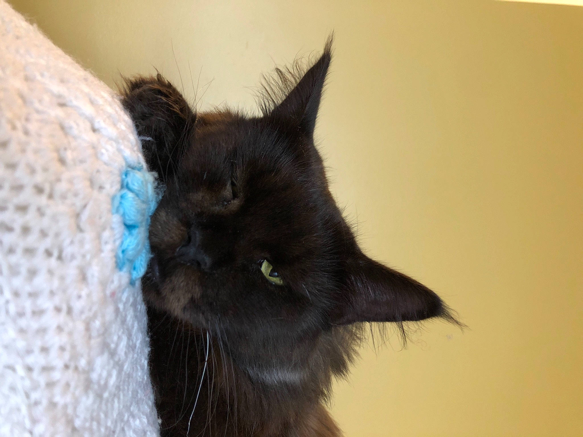 Lillou participe au concours pour gagner de l'argent avec cette photo : black_cat, bombay, carnivore, cat, claw, comfort, domestic_short_haired_cat, electric_blue, fashion_accessory, felidae, fur, small_to_medium_sized_cats, snout, tail, terrestrial_animal, tree, whiskers, wool, woolen, woven_fabric