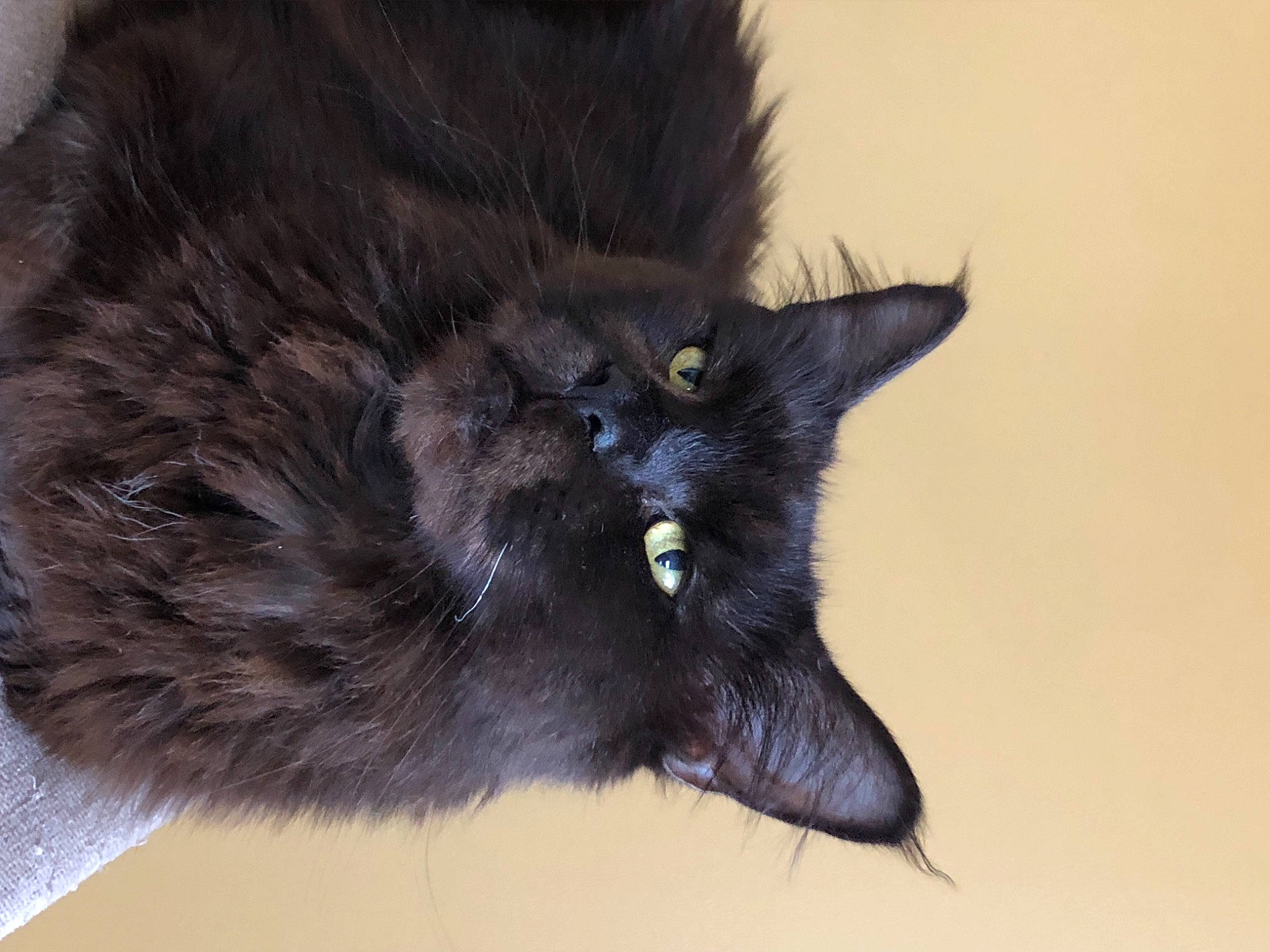 Lillou a rejoint le concours — aidez-le/la à gagner de superbes lots ! black_cat, bombay, carnivore, cat, claw, dog_breed, domestic_short_haired_cat, felidae, fur, paw, small_to_medium_sized_cats, snout, tail, terrestrial_animal, whiskers