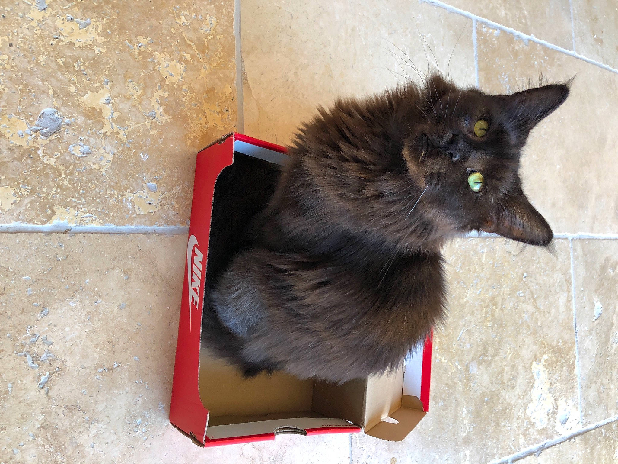 Lillou a rejoint le concours — aidez-le/la à gagner de superbes lots ! black_cat, canidae, carnivore, cat, claw, concrete, dog_breed, domestic_short_haired_cat, felidae, fur, paw, road_surface, small_to_medium_sized_cats, snout, tail, whiskers