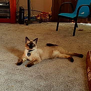 Oliver is registered to the contest to win money with this photo: siamese_cat, cat, pet, indoor, carpet, chair, pet_bed, electronics, living_room, furniture, toy, relaxed, animal, mammal, collar, whiskers, ears, eyes, floor, domestic