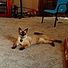 siamese_cat, cat, pet, indoor, carpet, chair, pet_bed, electronics, living_room, furniture, toy, relaxed, animal, mammal, collar, whiskers, ears, eyes, floor, domestic