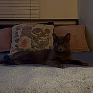 Boobookitty joined the competition — help win amazing prizes! cat, gray_cat, bed, pillow, skull_design, floral_pattern, indoor, cozy, dim_lighting, window_blinds, relaxed, feline, animal, pet, furniture, resting, curious, quiet, home, room