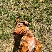 Boris a rejoint le concours — aidez-le/la à gagner de superbes lots ! animal, belly_rub, belly_up, brown_dog, close_up, collar, dog, funny_pose, fur, grass, lawn, lying_down, natural_light, outdoor, paws_up, pet, playful, portrait, relaxed, sunlight