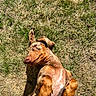 animal, belly_rub, belly_up, brown_dog, close_up, collar, dog, funny_pose, fur, grass, lawn, lying_down, natural_light, outdoor, paws_up, pet, playful, portrait, relaxed, sunlight