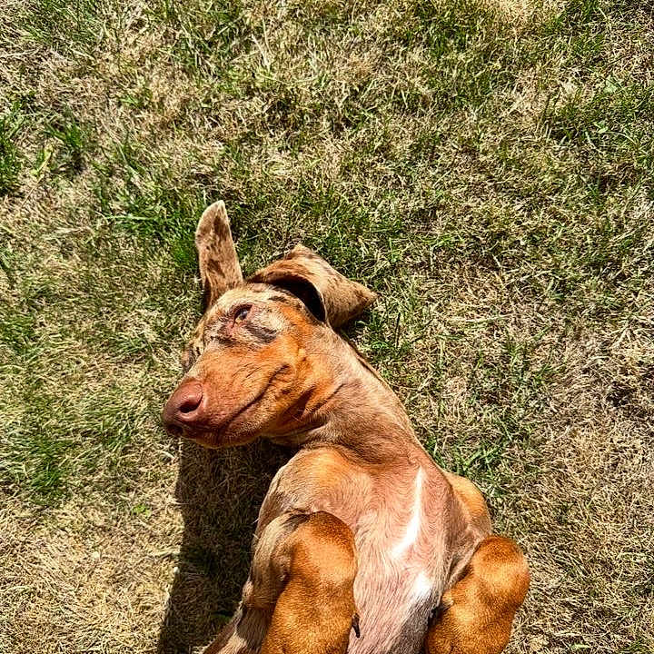 Boris