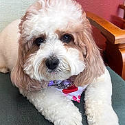 Zoe joined the competition — help win amazing prizes! adorable, animal, bandana, closeup, companion, couch, cute, cute_pet, dog, domestic, face, fluffy, friendly, fur, indoor, mammal, paw, pet, relaxed, resting