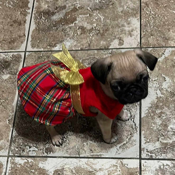 Chikis is registered to the contest to win money with this photo: adorable, animal, costume, cute, dog, dress, festive, fur, gold_bow, indoors, looking_up, pet, plaid, pug, puppy, red_dress, small_dog, standing, tile_floor, young_dog