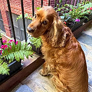 Tomas joined the competition — help win amazing prizes! dog, cocker_spaniel, golden_fur, long_hair, floppy_ears, pet, animal, sitting, portrait, outdoor, balcony, plants, ferns, flowers, potted_plants, brick_wall, iron_railing, stone_floor, fluffy, side_eye