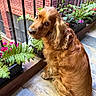 dog, cocker_spaniel, golden_fur, long_hair, floppy_ears, pet, animal, sitting, portrait, outdoor, balcony, plants, ferns, flowers, potted_plants, brick_wall, iron_railing, stone_floor, fluffy, side_eye
