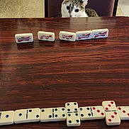 Chanel is registered to the contest to win money with this photo: cat, chair, table, dominoes, domino_tiles, budweiser, curious, pet, indoor, game, wooden_table, domino_game, animal, board_game, sitting, looking, feline, domino_line, brown, white