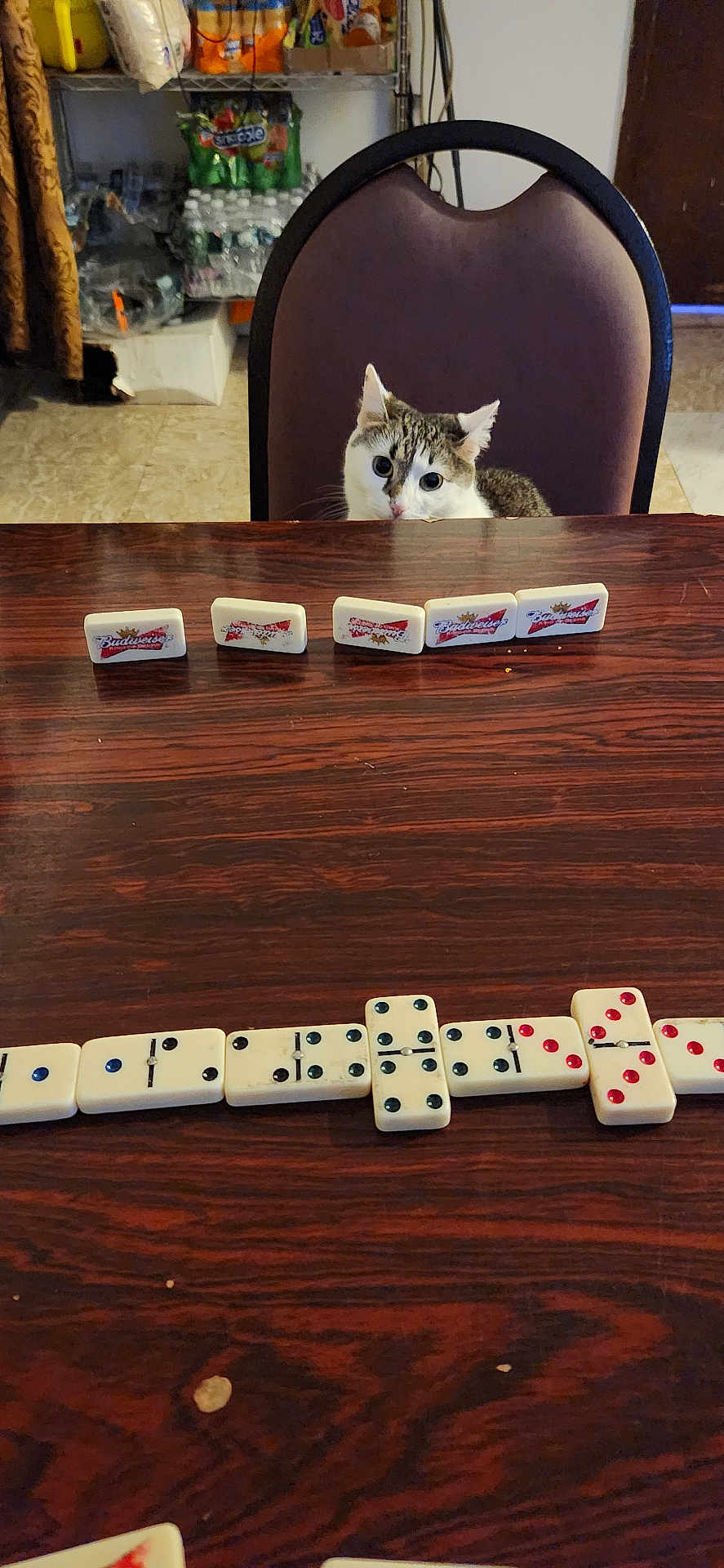 Chanel is registered to the contest to win money with this photo: cat, chair, table, dominoes, domino_tiles, budweiser, curious, pet, indoor, game, wooden_table, domino_game, animal, board_game, sitting, looking, feline, domino_line, brown, white