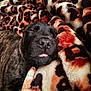 dog, sleeping, brindle, blanket, leopard_print, cozy, tongue_out, pet, animal, cute, relaxed, fur, resting, indoors, closeup, snout, face, soft, comfort, warm