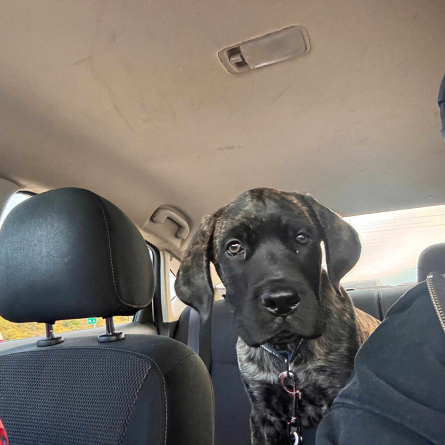 Bear joined the competition — help win amazing prizes! black_fur, brindle_fur, car_interior, closeup, collar, daylight, dog, headphones, headrest, indoors, leash, looking_at_camera, passenger, person, pet, puppy, seat, vehicle, window, young_dog
