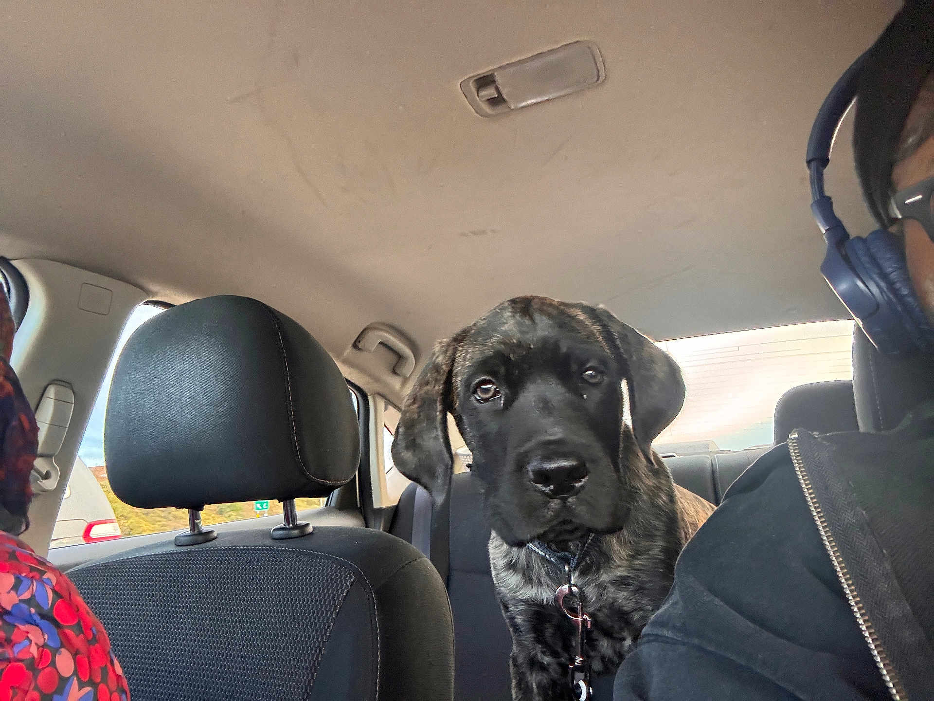 Bear joined the competition — help win amazing prizes! puppy, dog, car_interior, seat, headrest, person, headphones, leash, window, daylight, looking_at_camera, black_fur, brindle_fur, young_dog, pet, vehicle, passenger, collar, closeup, indoors