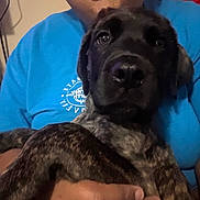 Bear is registered to the contest to win money with this photo: person, puppy, dog, brindle, face, hand, blue_shirt, indoor, close_up, nose, eyes, holding, affection, pet, animal, young_dog, cuddle, love, portrait, casual