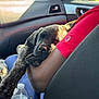Bear is registered to the contest to win money with this photo: puppy, dog, sleeping, car, sunlight, person, arm, brindle, interior, window, seat, water_bottle, relaxing, closeup, daylight, comfort, resting, casual, human, pet