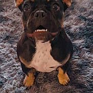 Harley is registered to the contest to win money with this photo: adorable, animal, black, brown, canine, carpet, cute, dog, ears, expression, fluffy, front_paws, fur, indoor, looking_up, pet, puppy, sitting, small_dog, white