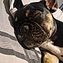 Harley is registered to the contest to win money with this photo: animal, bed, black_fur, canine, close_up, dog, ear, fur, indoor, napping, paw, peaceful, pet, quiet, relaxed, resting, sleeping, snout, tan_fur, white_fur