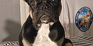 Harley is registered to the contest to win money with this photo: animal, bed, bedding, black_and_tan, clothing, cute, dog, ears, expression, french_bulldog, fur, hanger, indoor, pet, portrait, shadow, sitting, tshirt, wall, white_chest