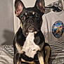 animal, bed, bedding, black_and_tan, clothing, cute, dog, ears, expression, french_bulldog, fur, hanger, indoor, pet, portrait, shadow, sitting, tshirt, wall, white_chest