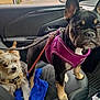 Harley is registered to the contest to win money with this photo: apartment_buildings, arm, black_dog, blue_towel, car_interior, daylight, dog, door_panel, fur, leash, parking_lot, pet_harness, pets, seat, seatbelt, side_mirror, small_dog, tattoo, urban, window