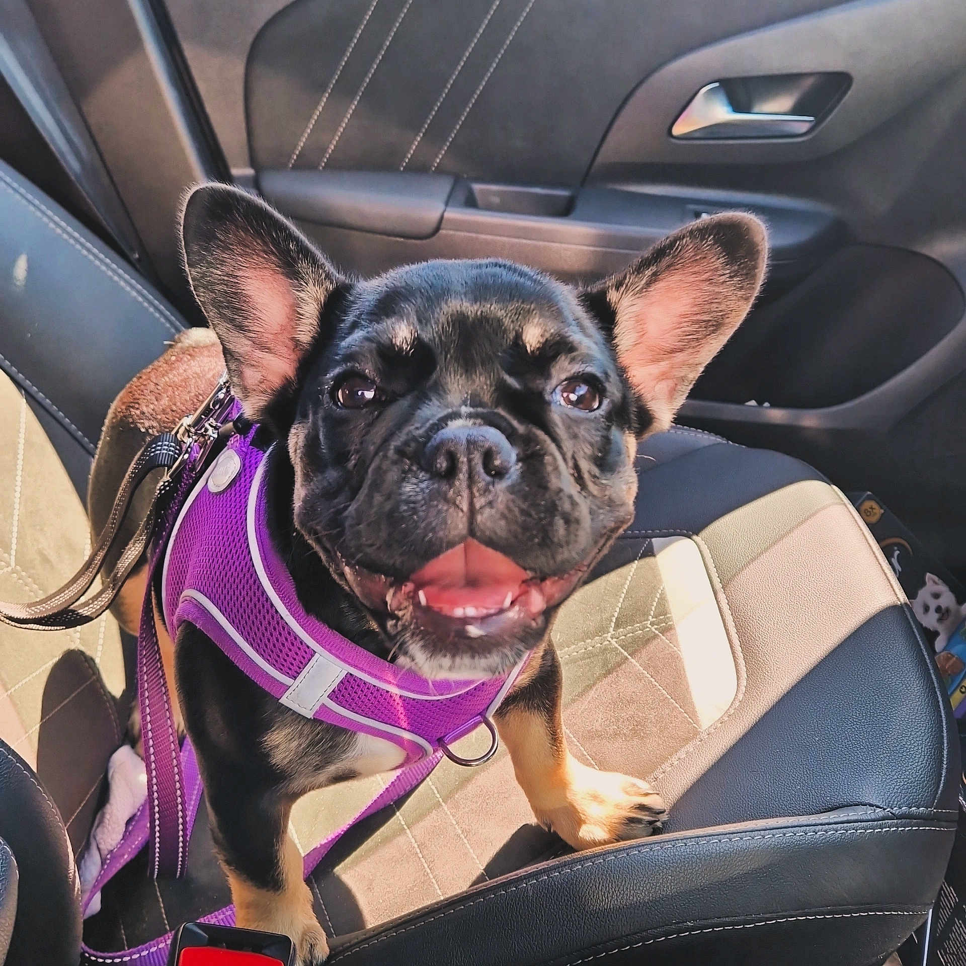 Harley is registered to the contest to win money with this photo: animal, canine, car_interior, closeup, cute, dog, domestic_animal, french_bulldog, happy, harness, leash, pet, portrait, puppy, purple, seat, smiling, sunlight, vehicle, young