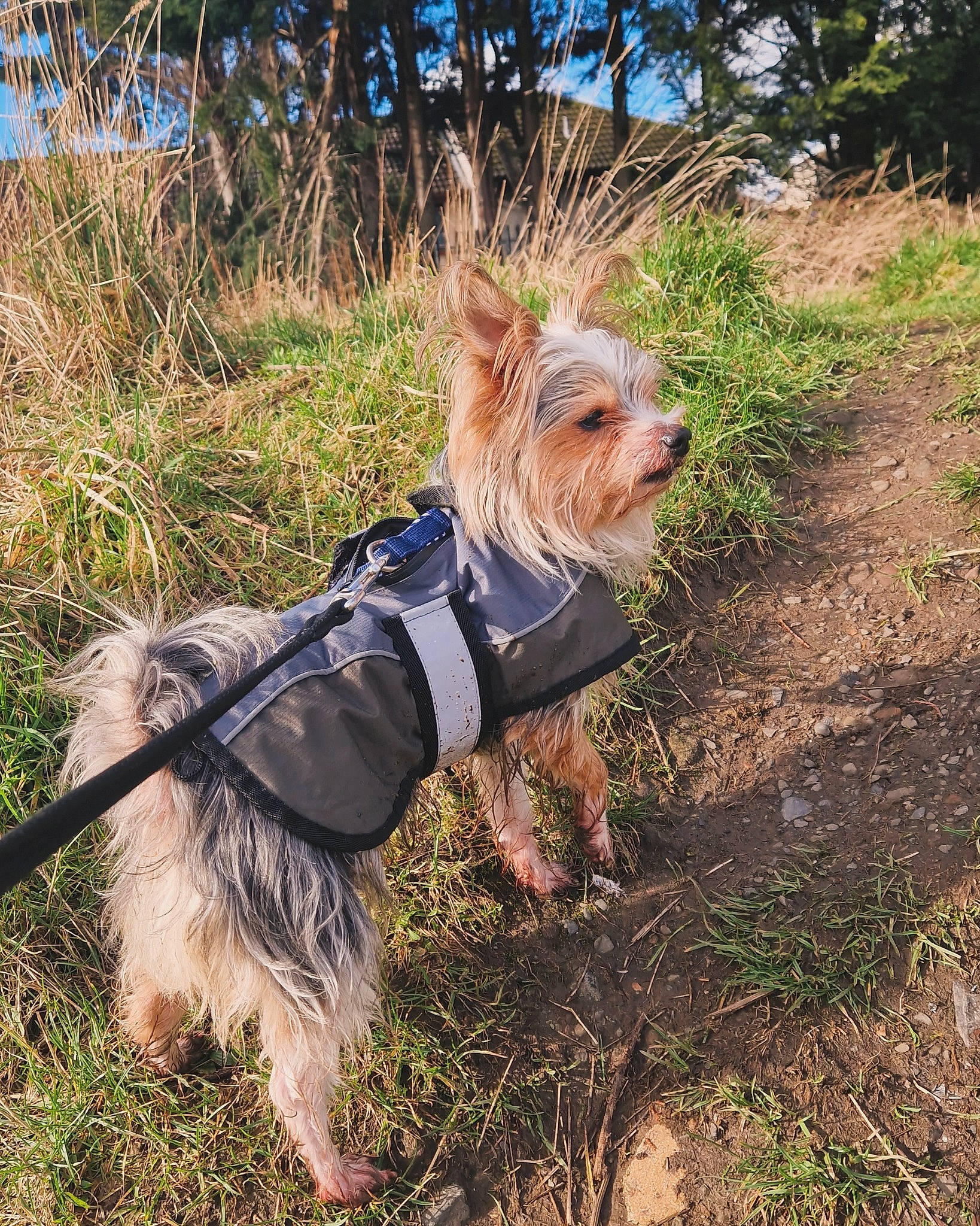Henry is registered to the contest to win money with this photo: carnivore, chinese_crested_dog, collar, companion_dog, dog, dog_breed, dog_clothes, dog_supply, fawn, grass, leash, pet_supply, plant, small_terrier, sporting_group, terrier, toy_dog, tree, water_dog, working_animal