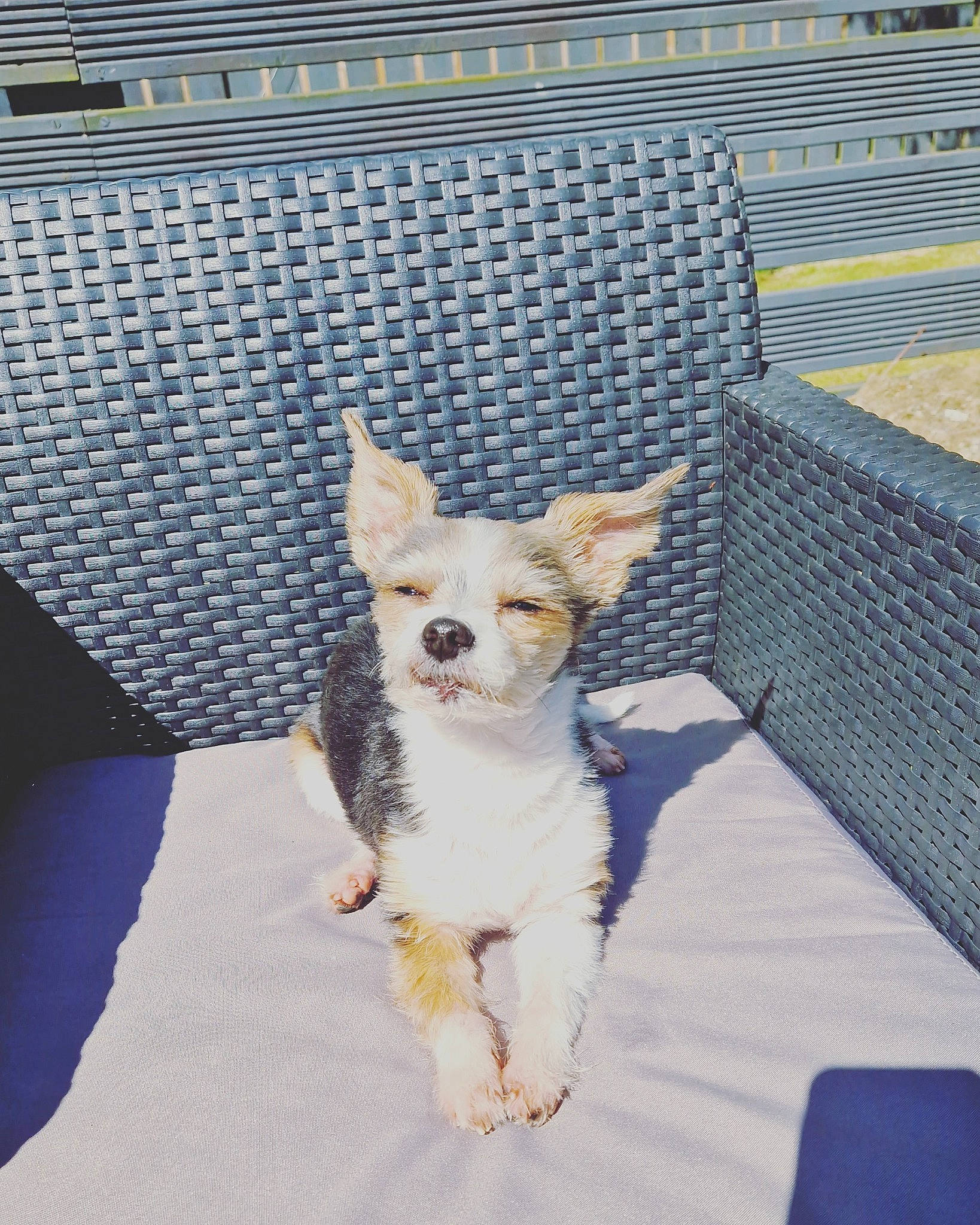 Henry is registered to the contest to win money with this photo: canidae, carnivore, companion_dog, dog, dog_breed, dog_supply, fawn, felidae, fur, mesh, pet_supply, small_terrier, snout, sporting_group, tail, terrestrial_animal, terrier, toy_dog, whiskers, working_animal