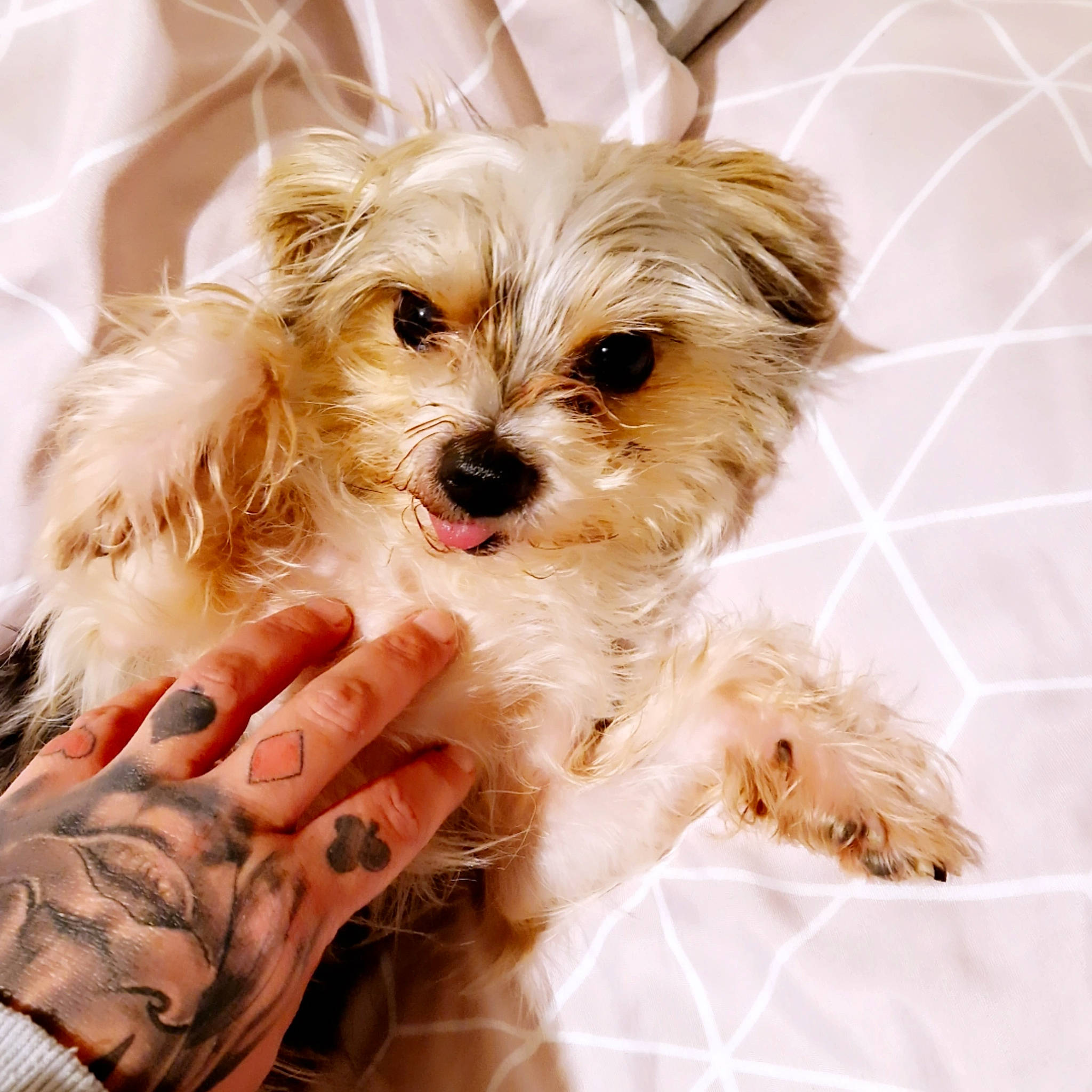 Henry joined the competition — help win amazing prizes! canidae, carnivore, companion_dog, dog, dog_breed, dog_supply, fashion_accessory, fawn, fur, happy, liver, maltepoo, puppy_love, small_terrier, snout, sporting_group, surfer_hair, terrier, toy_dog, working_animal