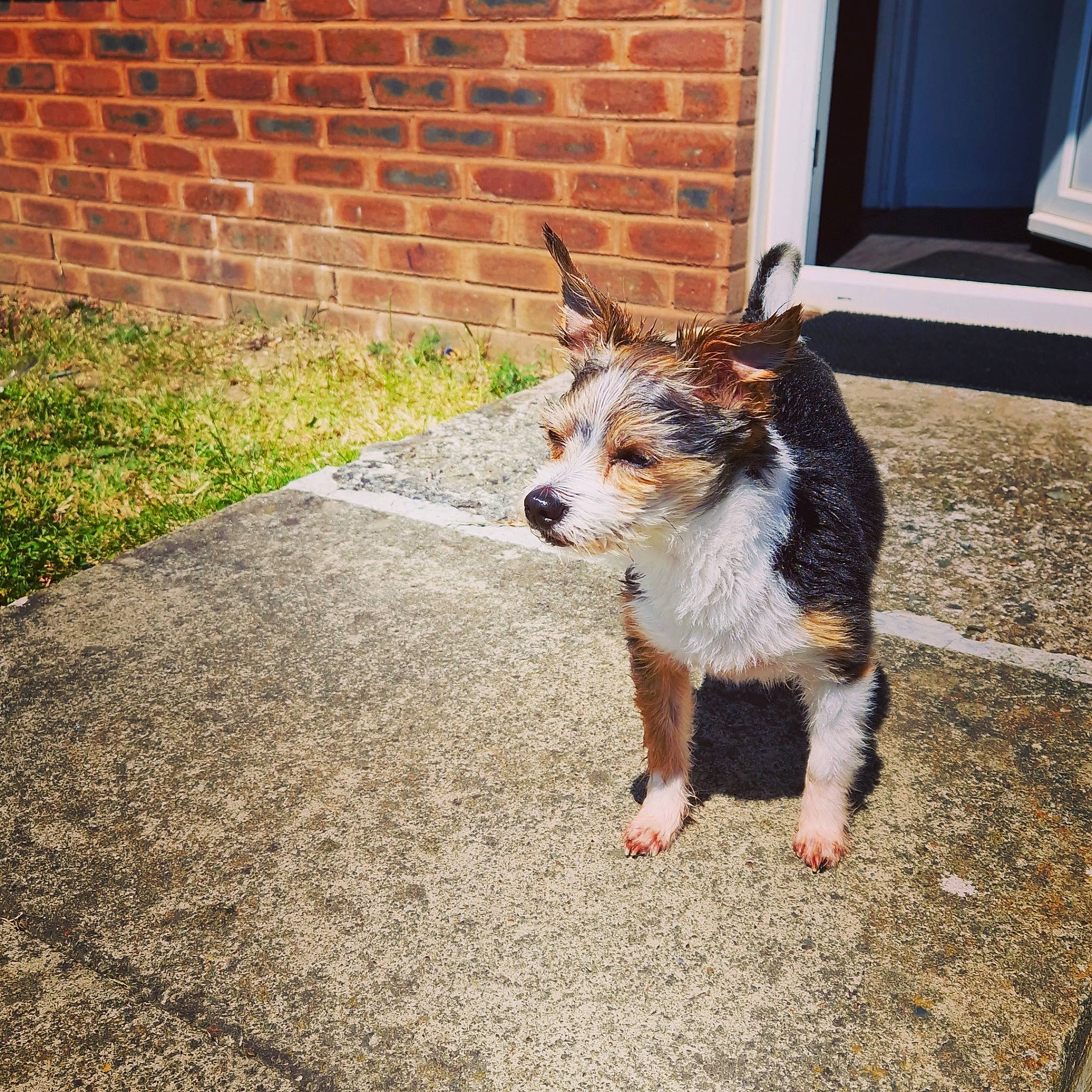 Henry joined the competition — help win amazing prizes! asphalt, brick, brickwork, carnivore, collar, companion_dog, dog, dog_breed, fawn, flooring, fur, grass, paw, plant, road_surface, sidewalk, snout, tail, terrier, whiskers