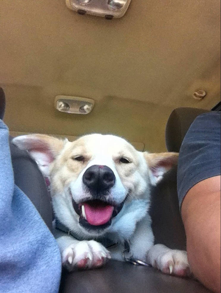 Teddy is registered to the contest to win money with this photo: ball, canidae, carnivore, collar, companion_dog, dog, dog_breed, dog_collar, fang, fawn, fur, happy, livestock_guardian_dog, plant, selfie, smile, snout, sporting_group, whiskers, working_animal