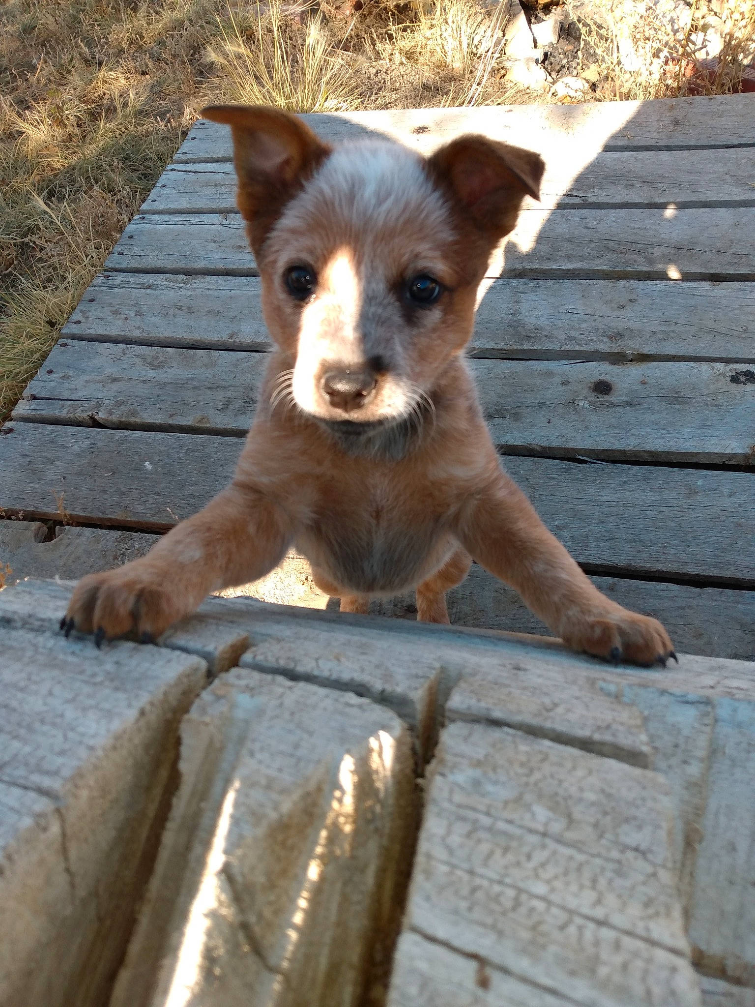 Zoey is registered to the contest to win money with this photo: canidae, carnivore, companion_dog, dog, dog_breed, fawn, fur, liver, plant, road_surface, shadow, snout, sporting_group, street_dog, tail, terrestrial_animal, walking, whiskers, wood, working_animal